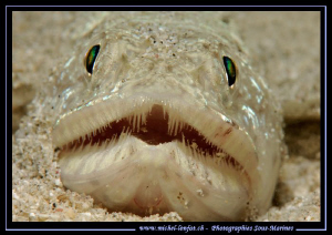 Face to face with this Lezard Fish... :O)... by Michel Lonfat 